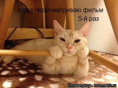 Котоматрица: когда пересматриваю фильм 5-й раз