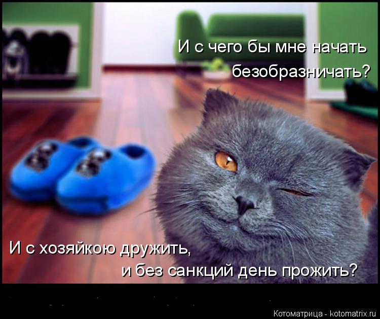 Котоматрица: И с чего бы мне начать безобразничать? И с хозяйкою дружить,  и без санкций день прожить?
