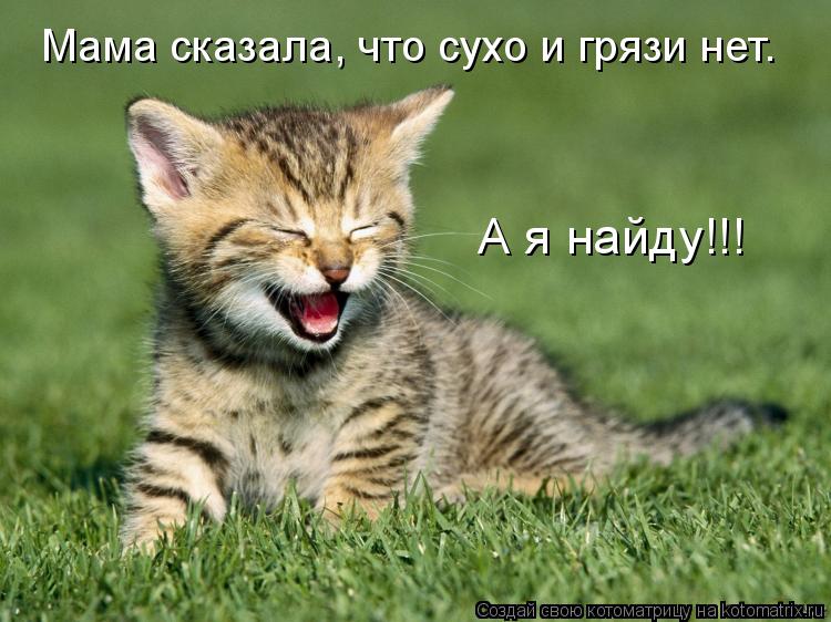 Котоматрица: Мама сказала, что сухо и грязи нет. А я найду!!!