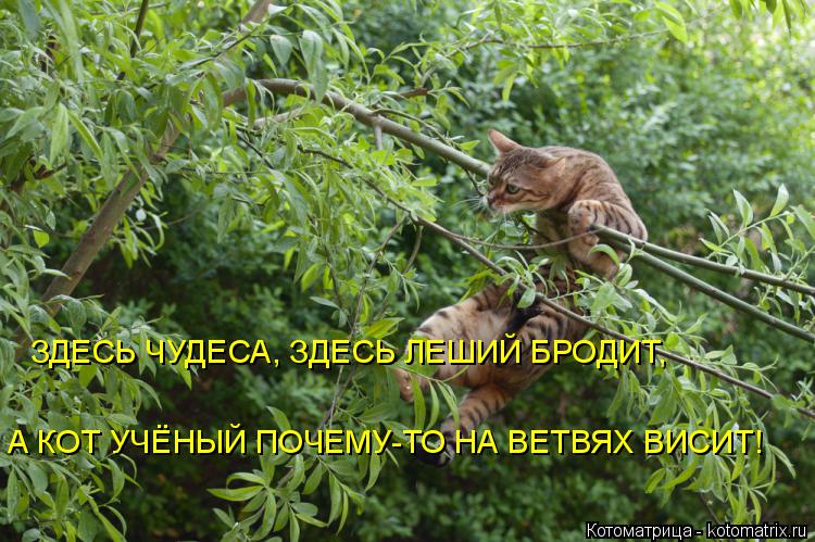 Котоматрица: ЗДЕСЬ ЧУДЕСА, ЗДЕСЬ ЛЕШИЙ БРОДИТ, А КОТ УЧЁНЫЙ ПОЧЕМУ-ТО НА ВЕТВЯХ ВИСИТ!