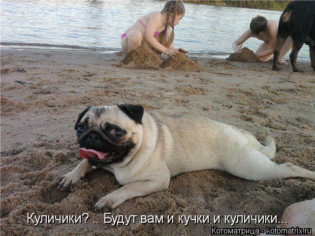 Котоматрица: Куличики? .. Будут вам и кучки и куличики...