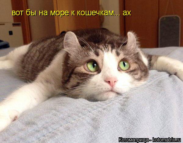 Котоматрица: вот бы на море к кошечкам... ах