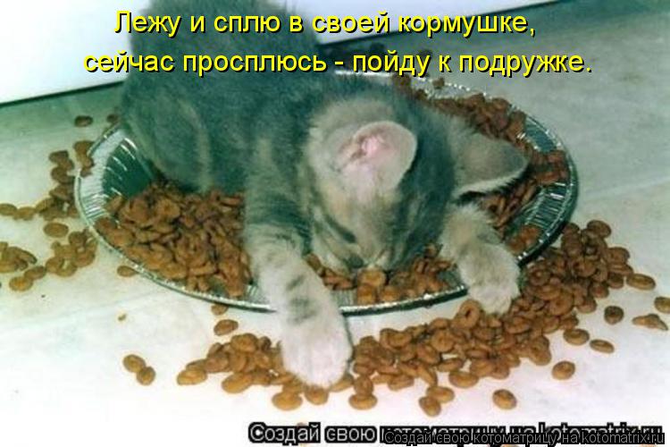 Котоматрица: Лежу и сплю в своей кормушке, сейчас просплюсь - пойду к подружке.
