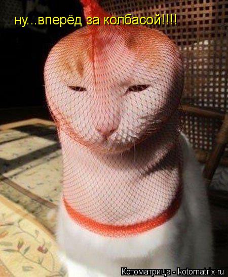 Котоматрица: ну...вперёд за колбасой!!!!
