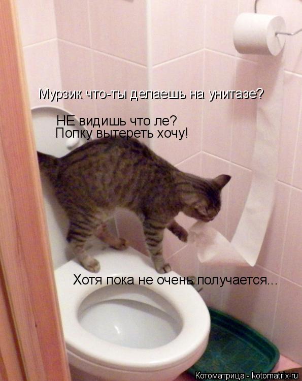 Котоматрица: Мурзик что-ты делаешь на унитазе? НЕ видишь что ле? Попку вытереть хочу! Хотя пока не очень получается...