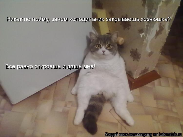 Котоматрица: Никак не пойму, зачем холодильник закрываешь,хозяюшка? Все равно откроешь и дашь мне!