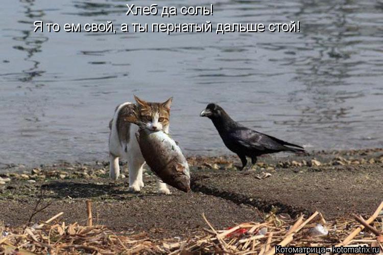 Котоматрица: Хлеб да соль! Я то ем свой, а ты пернатый дальше стой!