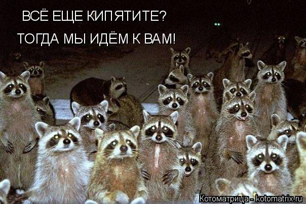Котоматрица: ВСЁ ЕЩЕ КИПЯТИТЕ? ТОГДА МЫ ИДЁМ К ВАМ!