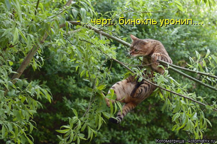 Котоматрица: - .. черт.. бинокль уронил....