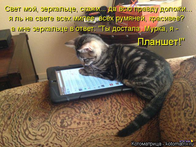 Котоматрица: Свет мой, зеркальце, скажи... да всю правду доложи... я ль на свете всех милее, всех румяней, красивее? а мне зеркальце в ответ: "Ты достала, Мурк