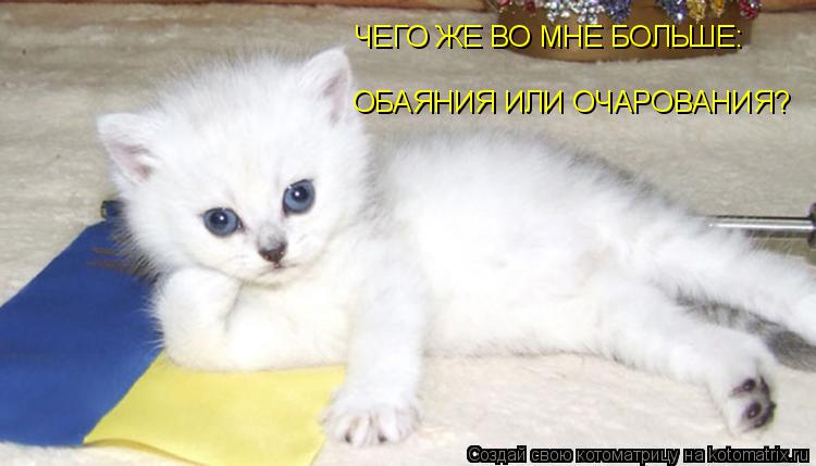 Котоматрица: ЧЕГО ЖЕ ВО МНЕ БОЛЬШЕ: ОБАЯНИЯ ИЛИ ОЧАРОВАНИЯ?