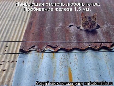 Котоматрица: Наивысшая степень любопытства: Пробивание железа 1,5 мм. Наивысшая степень любопытства:  Пробивание железа 1,5 мм.
