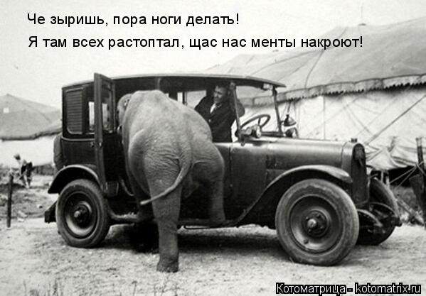 Котоматрица: Я там всех растоптал, щас нас менты накроют! Че зыришь, пора ноги делать!