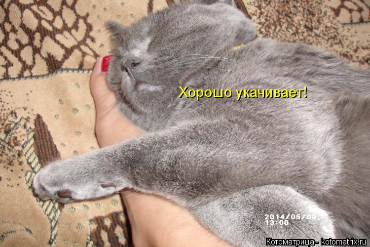 Котоматрица: Хорошо укачивает!