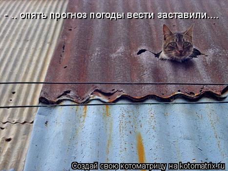 Котоматрица: - .. опять прогноз погоды вести заставили....