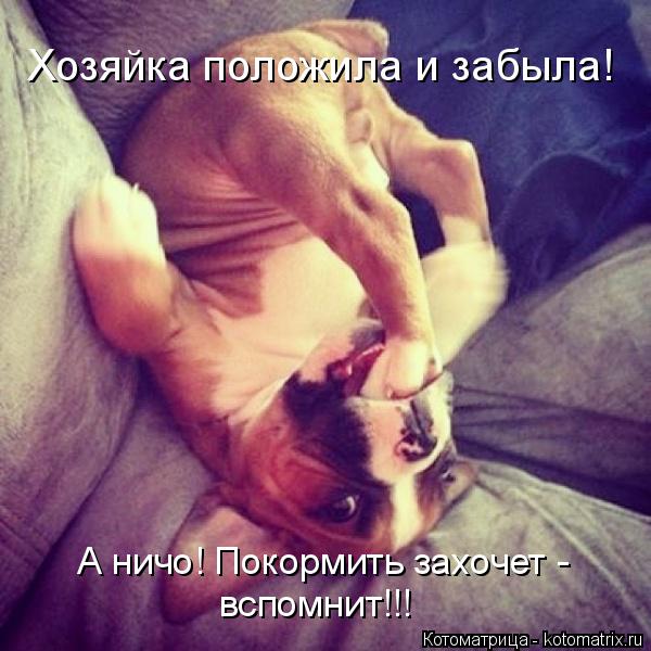 Котоматрица: Хозяйка положила и забыла! А ничо! Покормить захочет -  вспомнит!!!