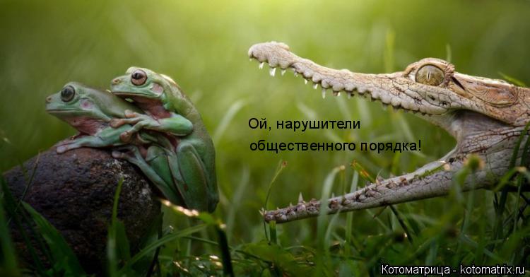 Котоматрица: Ой, нарушители общественного порядка!