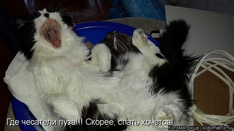 Котоматрица: Где чесатели пуза!!! Скорее, спать хочется!