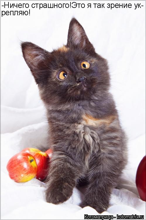 Котоматрица: -Ничего страшного!Это я так зрение ук- репляю!