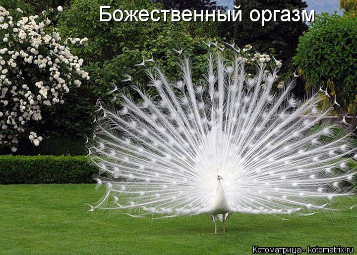 Котоматрица: Божественный оргазм