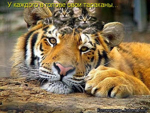 Котоматрица: У каждого в голове свои тараканы...