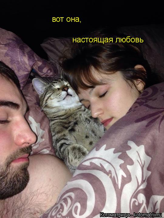 Котоматрица: вот она, настоящая любовь