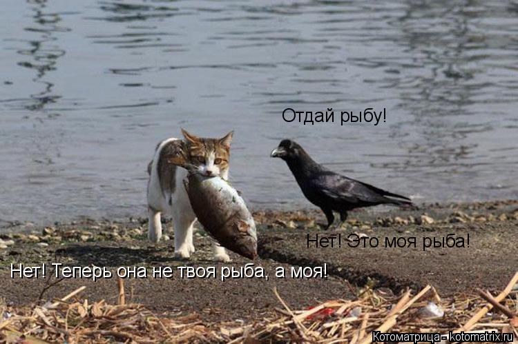 Котоматрица: Отдай рыбу! Нет! Теперь она не твоя рыба, а моя! Нет! Это моя рыба!