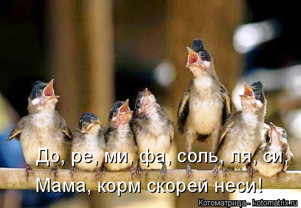 Котоматрица: До, ре, ми, фа, соль, ля, си, Мама, корм скорей неси!