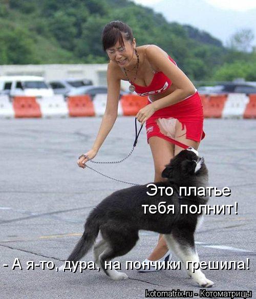 Котоматрица: Это платье  тебя полнит!  - А я-то, дура, на пончики грешила!
