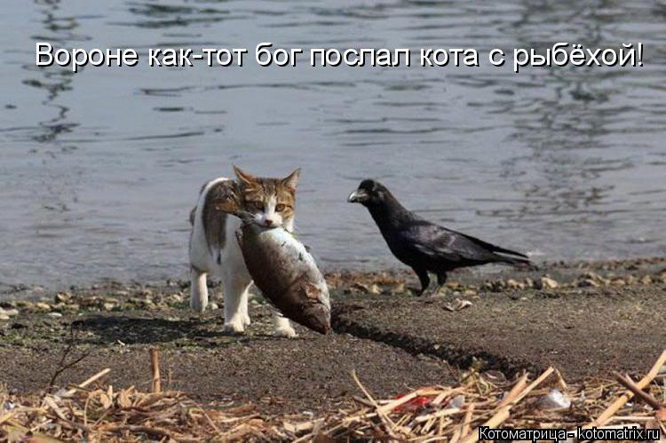 Котоматрица: Вороне как-тот бог послал кота с рыбёхой!