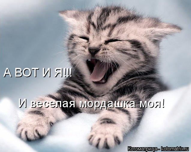 Котоматрица: А ВОТ И Я!!! И веселая мордашка моя!