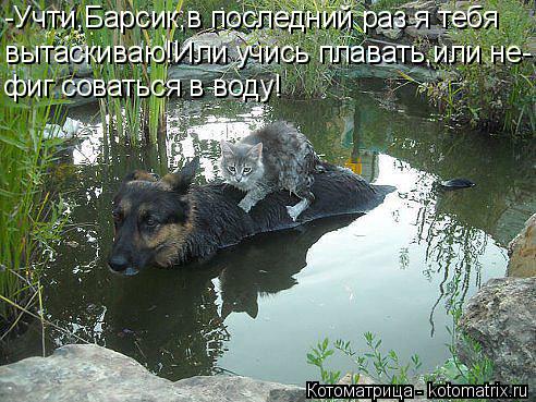 Котоматрица: -Учти,Барсик,в последний раз я тебя вытаскиваю!Или учись плавать,или не- фиг соваться в воду!