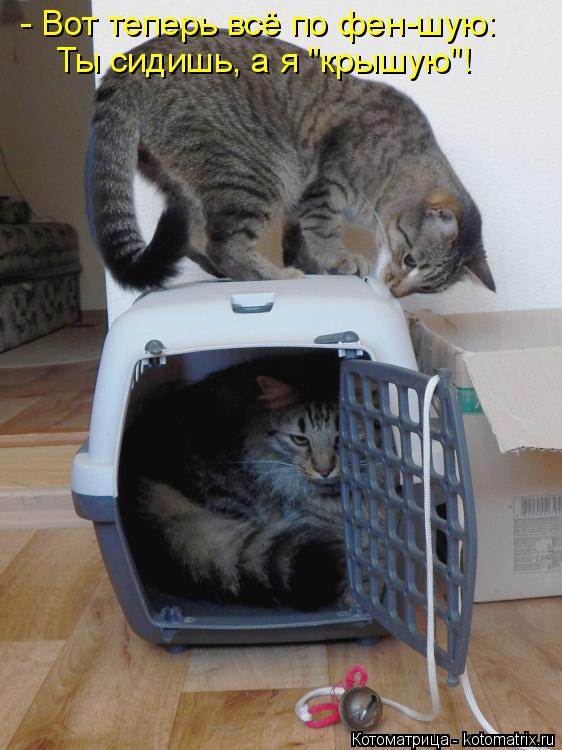 Котоматрица: - Вот теперь всё по фен-шую: Ты сидишь, а я "крышую"!