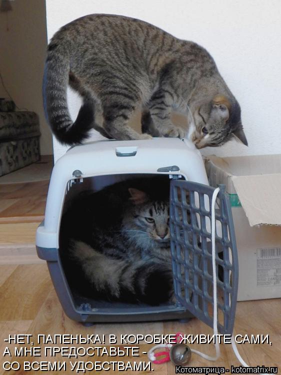 Котоматрица: -НЕТ, ПАПЕНЬКА! В КОРОБКЕ ЖИВИТЕ САМИ, А МНЕ ПРЕДОСТАВЬТЕ - СО ВСЕМИ УДОБСТВАМИ.