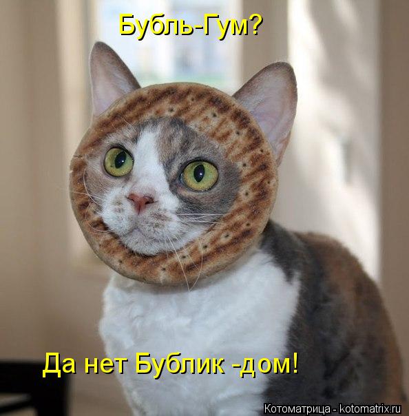 Котоматрица: Бубль-Гум? Да нет Бублик -дом!