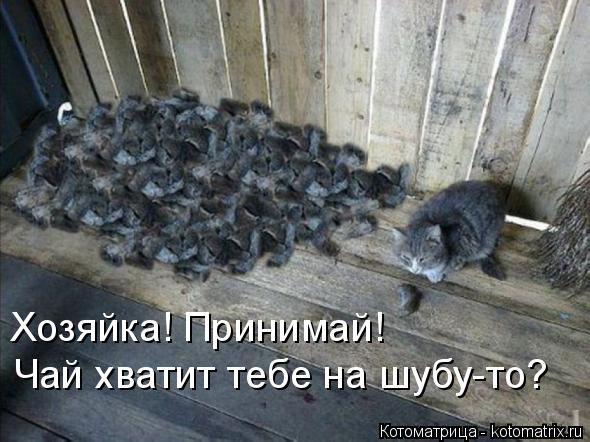Котоматрица: Хозяйка! Принимай!  Чай хватит тебе на шубу-то?
