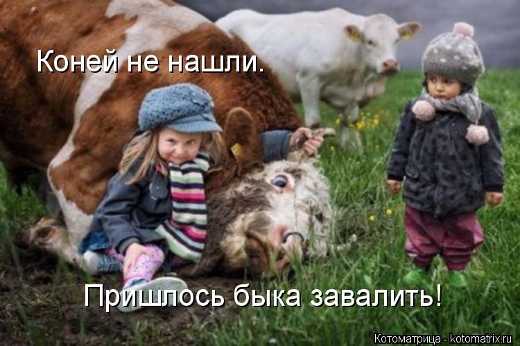Котоматрица: Коней не нашли. Пришлось быка завалить!