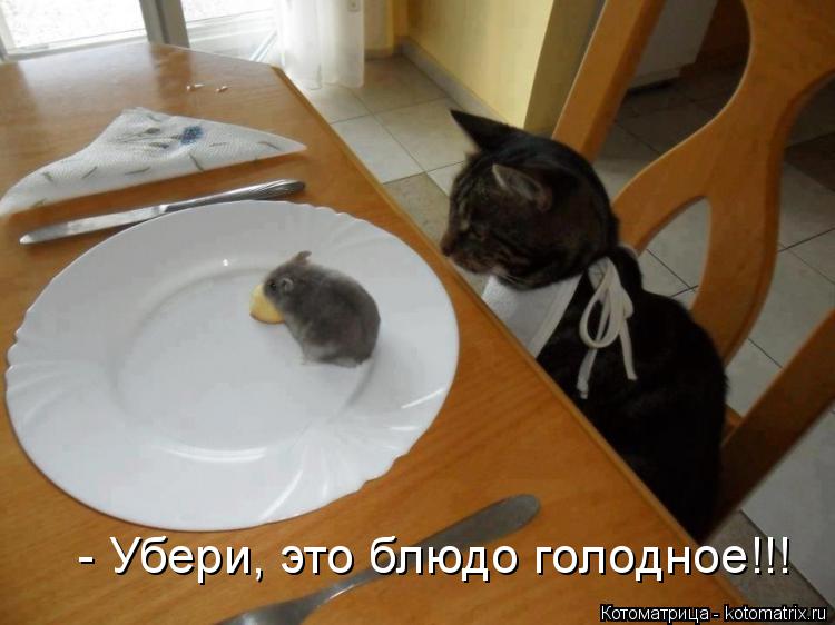 Котоматрица: - Убери, это блюдо голодное!!!