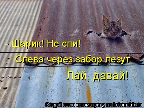 - Шарик! Не спи! Слева через забор лезут. Лай, давай!... Котоматрица: - Шарик! Не спи! Слева через забор лезут. Лай, давай!