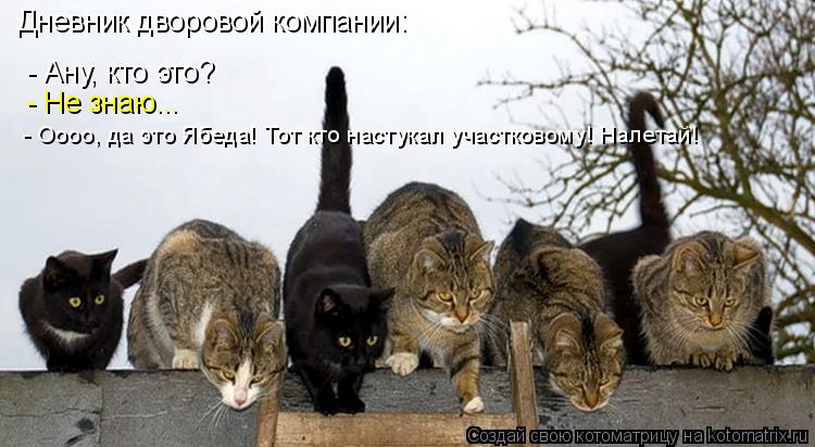 Котоматрица: Дневник дворовой компании: - Ану, кто это? - Не знаю... - Оооо, да это Ябеда! Тот кто настукал участковому! Налетай!