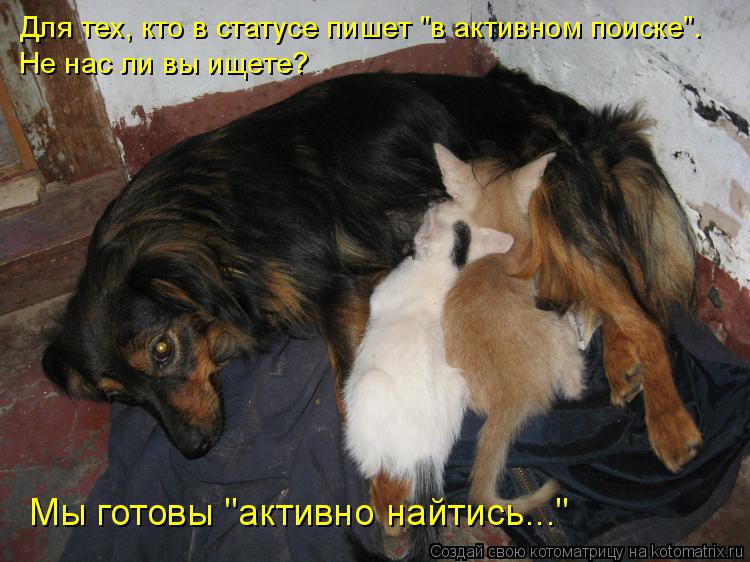 Котоматрица: Для тех, кто в статусе пишет "в активном поиске".  Не нас ли вы ищете?  Мы готовы "активно найтись..."