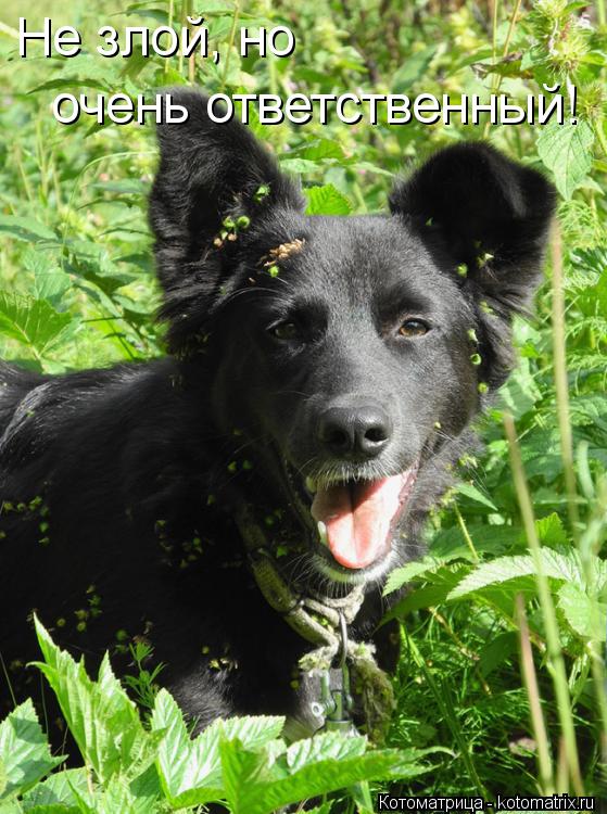 Котоматрица: Не злой, но  очень ответственный!