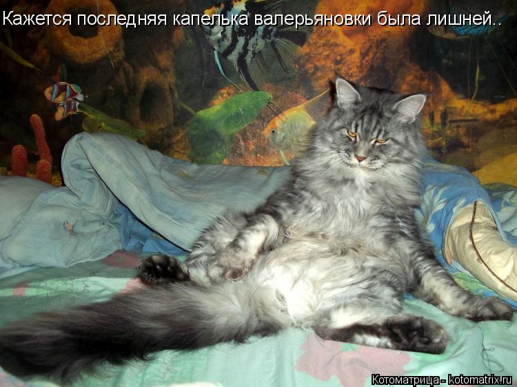 Котоматрица: Кажется последняя капелька валерьяновки была лишней..