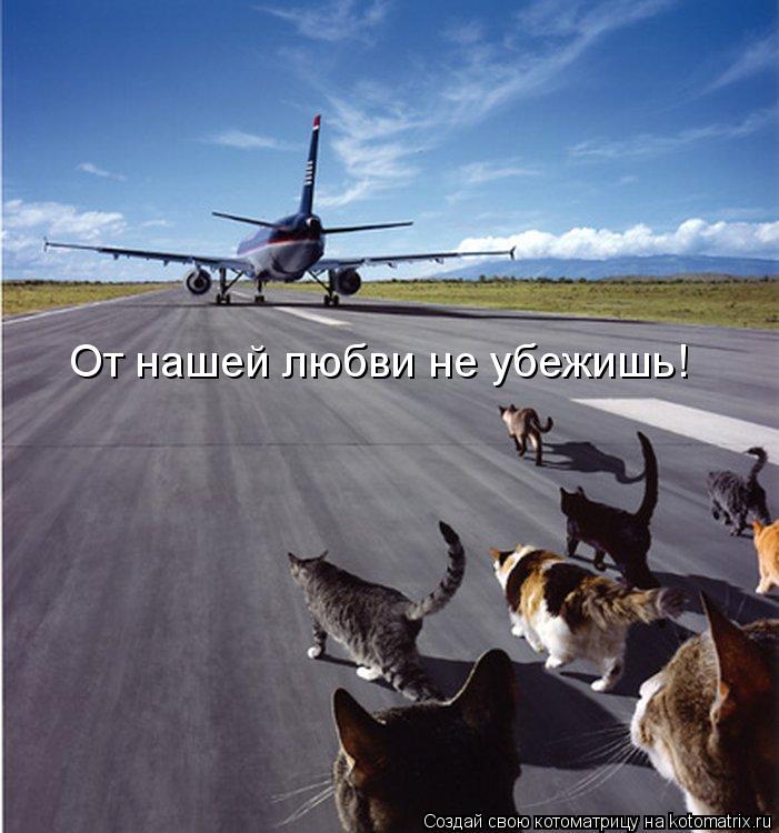 Котоматрица: От нашей любви не убежишь!