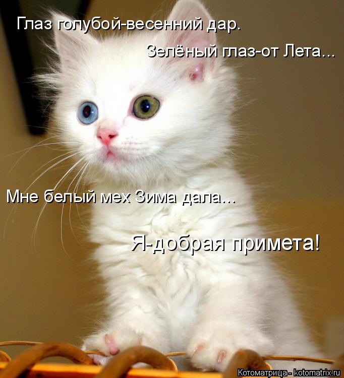 Котоматрица: Глаз голубой-весенний дар. Зелёный глаз-от Лета... Мне белый мех Зима дала... Я-добрая примета!