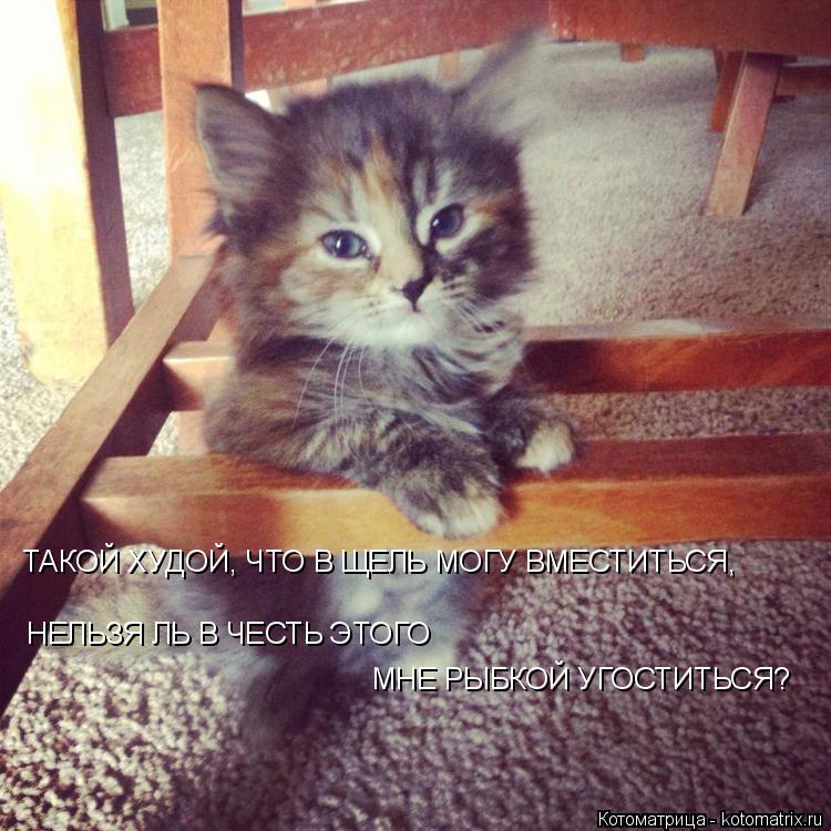 Котоматрица: ТАКОЙ ХУДОЙ, ЧТО В ЩЕЛЬ МОГУ ВМЕСТИТЬСЯ, НЕЛЬЗЯ ЛЬ В ЧЕСТЬ ЭТОГО МНЕ РЫБКОЙ УГОСТИТЬСЯ?