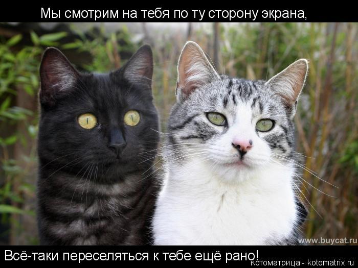 Котоматрица: Мы смотрим на тебя по ту сторону экрана, Всё-таки переселяться к тебе ещё рано!
