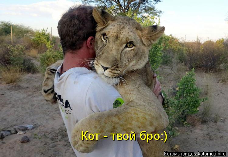 Котоматрица: Кот - твой бро:)