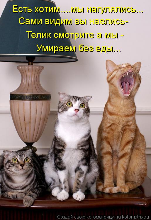 Котоматрица: Есть хотим....мы нагулялись... Сами видим вы наелись- Телик смотрите а мы - Умираем без еды...