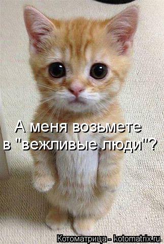 Котоматрица: А меня возьмете в "вежливые люди"?